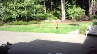 Baby deer