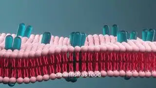 Why Clownfish Choose Anemones as Their Home