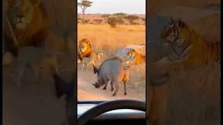 The funny and cute animals and world wild#funny #funnyvideo #funnyshorts #shorts #viral