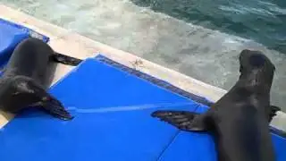 Blue Lagoon Sea Lion Encounter at Your Bahamas Vacation - Dolphin Encounters Video