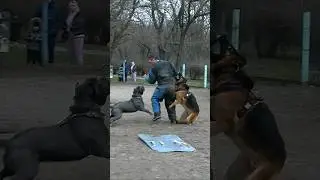 Cane Corso broke his leash and attacked the dog trainer. #GUARDODESSA The trainer was not at a loss!
