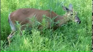 Forest Preserve  and Botanic Garden