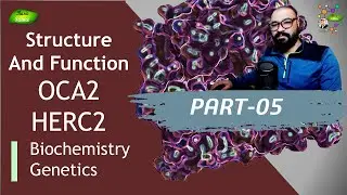 HERC2 and OCA2 | Structure and Function | UniProt | PDB | PyMOL | Eye Color | Basic Science Series