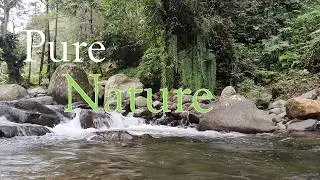 Gentle Nature Flow 🌿 Relaxing Music for Stress Relief