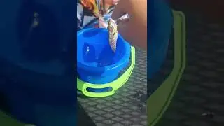 vytahovanie hačik ferovi