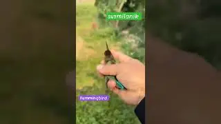 #shorts #bird #video #viral #bird-rescue #hummingbird