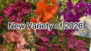 Some New Bougainville Plant