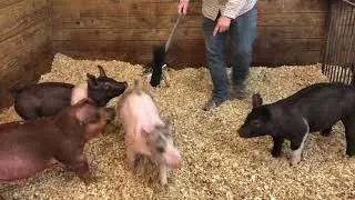 Around the Barn!