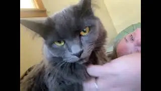 Candid Cat Camera 0030