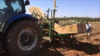 Olive Trees Survive Spanish Heath