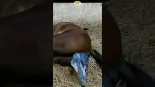 Horse giving birth without help 🐴