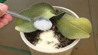 🌸Sprinkle a spoonful on the wilted orchid and it will magically revive