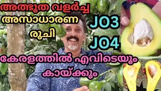 നാലാം വർഷം കായ്ക്കുന്ന ഏറ്റവും മികച്ച അവക്കാഡോ തൈകൾ#plants#avacado#tropical plants#fruits#plantation