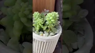 🌿 I love using Daiso pots&mdash;they&rsquo;re perfect for fun succulent designs! 💐