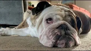 Reuben the Bulldog: The Longest Weekend