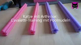 Luzis Cavaletti Training - Katze mit Arthrose