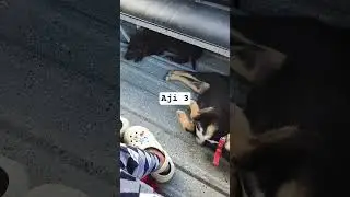 #bisayavlogs #nadja #dogs