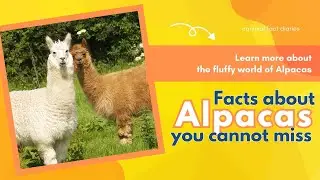 10 ALPACA facts You Dint Know|| Animal Fact Diaries|| Alpaca vs Llama