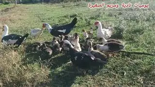 صغار البط من بعد شهر اللهم بارك 🪿🪿🪿