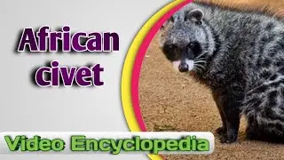 The African Civet - Video Encyclopedia
