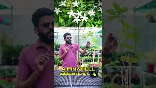 🌼 Top 5 Always Flowering Plants | Home Garden Flowering Plants 🌼