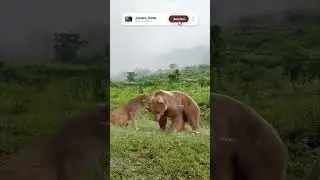 PUMA VS OSO