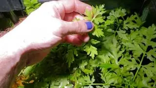 Water Sprite, Or Water Wisteria?; It's Easy To Tell The Difference