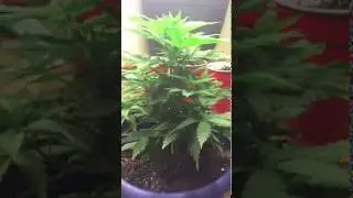 Medical Marijuana Indoor Grow