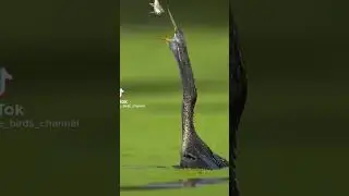 amazing catch up🐟 by bird👍🏽