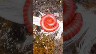 Round Red Millipede Episode-201 #millipede #insect #wildlife #nature #beautiful #round #beautiful