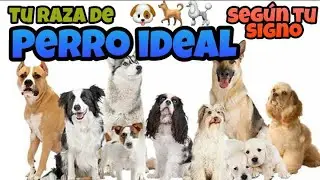 La RAZA de PERRO IDEAL segun TU SIGNO ZODIACAL🐶 | Perros Chile