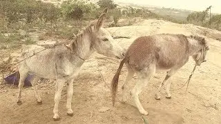 Mr Donkey meet..