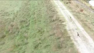 Dogs Vs Hare ! The Dogs has the speed but the agility is in the Hare