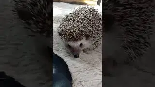 🦔 Adorable Friendly Brown Little #Hedgehog Pet Store visit
