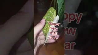 First video 2026 Happy New Year  2026Philodendron Gloriosum Variegated gog #happynewyear   #2026