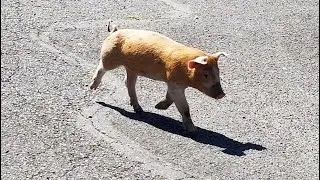 Neighbors help round up piglet lost in street