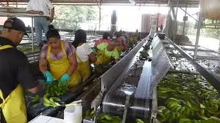 Banana sorting