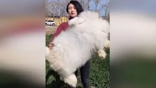 Funny and Cute Baby Bunny Rabbit Videos - Baby Animal Video Compilation