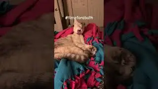 #music #imaginedragons #song #cat #kitten #bath