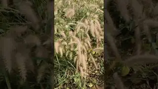 Hidden natural spot to discover the beauty of wild grass flowers