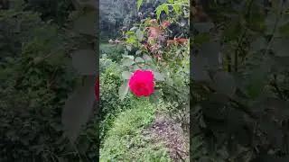 Aniak Rawat silwar 