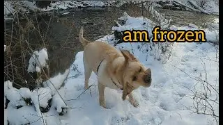 My Dog swimming in frozen river