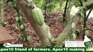 Apex-10: The Secret to Healthier, High-Yield Cocoa Farms!