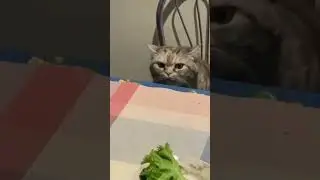 Curious cat chronicles: dining table detective in Lviv
