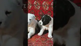Alabayjyklar #turkmenistan #dog #dogs #dogshorts #beautiful #culture #foryou #funny #fyp #2026
