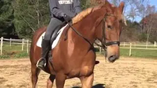 Horse 1 German warmblood