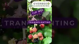 Growing #Blackberries Top 30 daily tips (Day 21/30 - short) | EVERBEE GARDENING #garden #growyourown