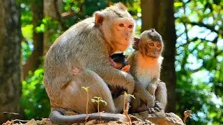 Astra Is a Wonderful Mom Always Keeping Baby Astro on Her Chest 💛,/AKMONKEYZONE/