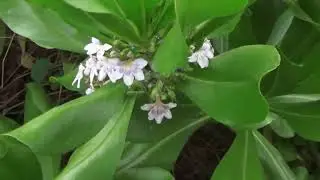 Scaevola flowers