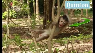 Baby Quinton Monkey,How To See Quinton Baby Learn To Climb The Small Tree and Mom Sit Looking Near